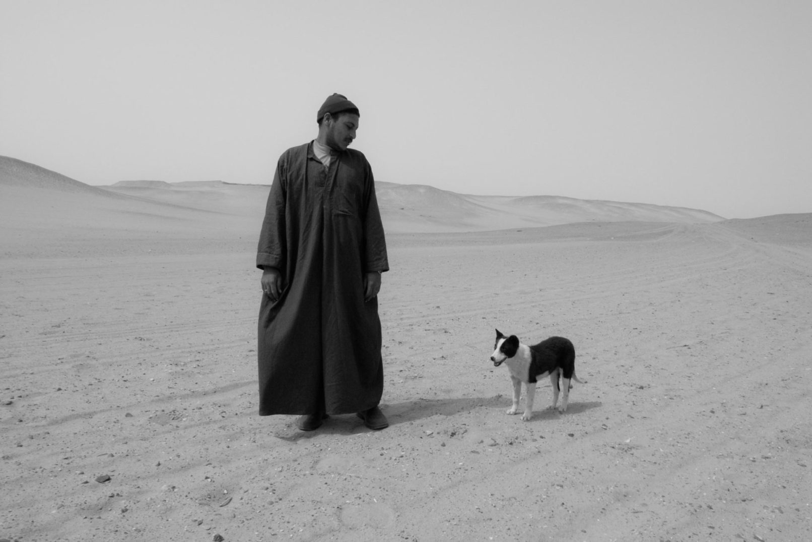 hany-tamba-desert-dog-egypt-photo