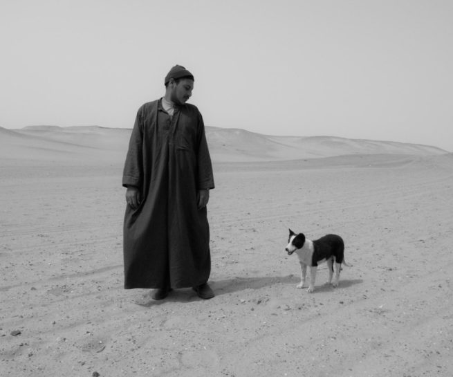 hany-tamba-desert-dog-egypt-photo