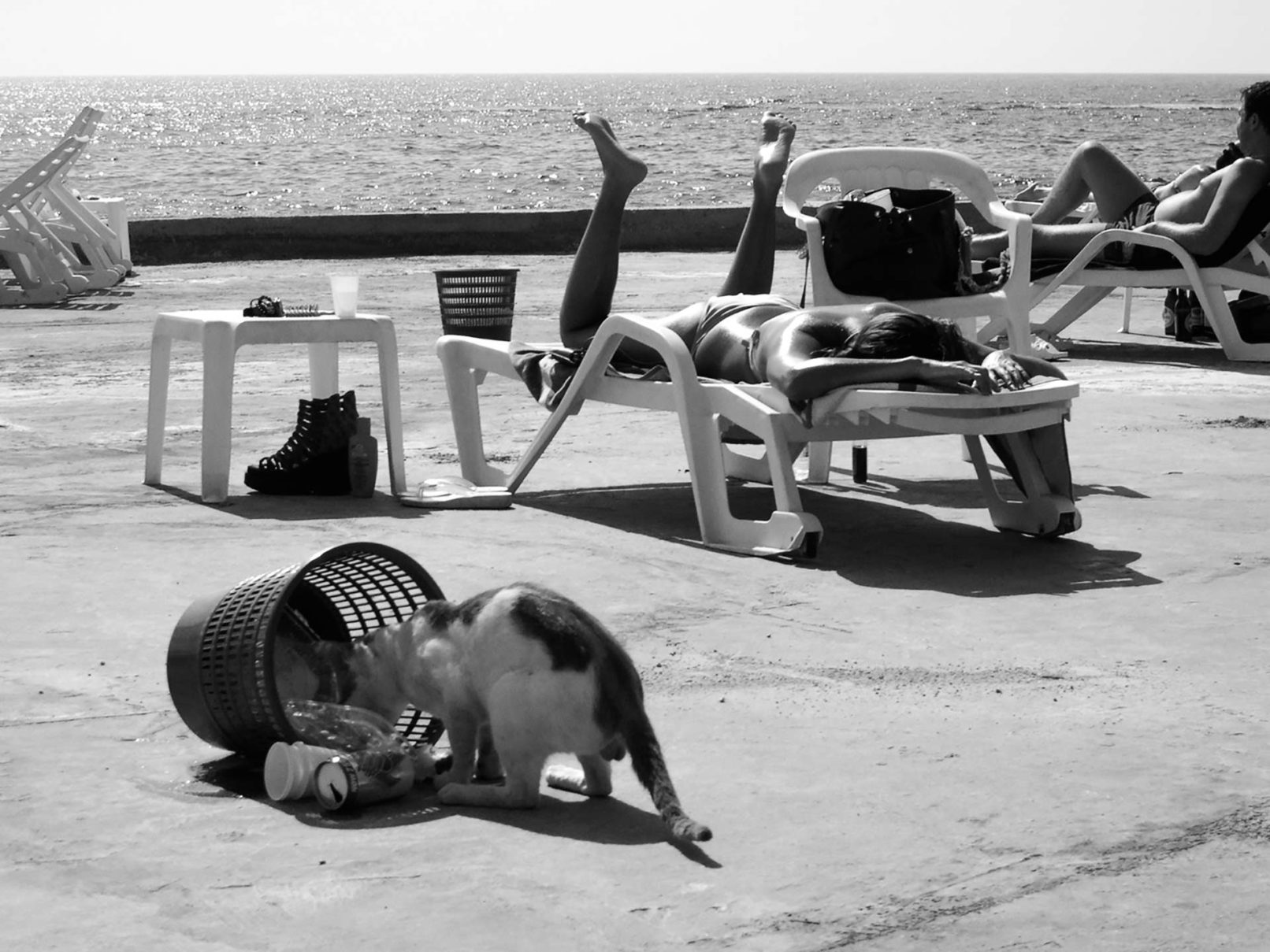 hany-tamba-sun-bather-cat-2-beirut